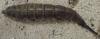 Stratiomys sp.